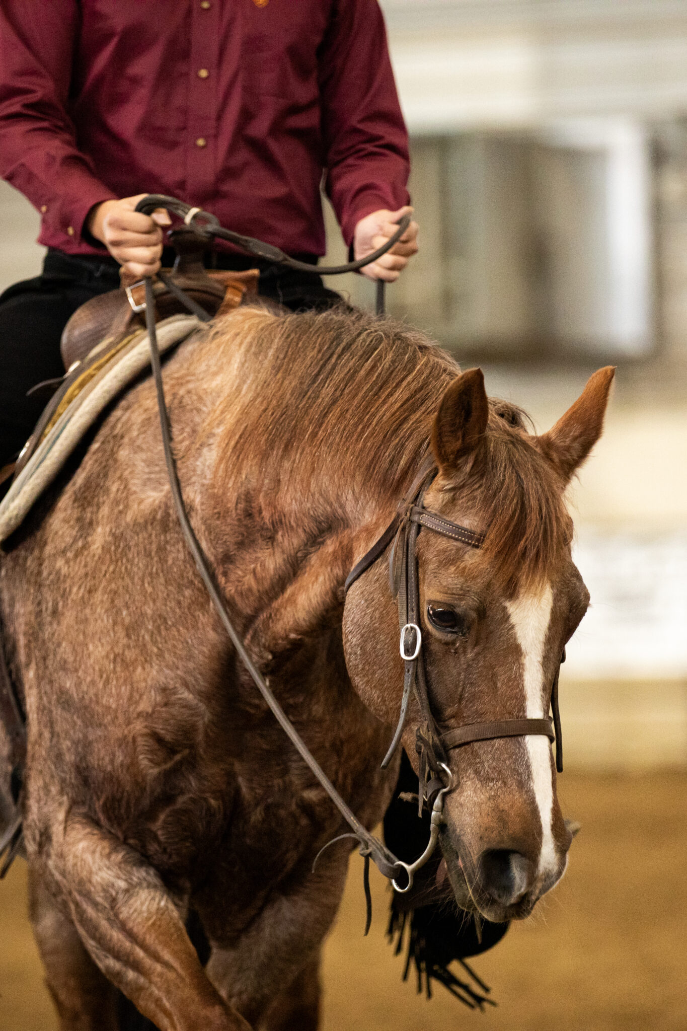 Equine Horse Show Proofs – Sagefire Photography